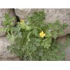 供应白屈菜红碱，哪里卖白屈菜红碱，白屈菜红碱厂家