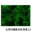 OriCell™ 兔脂肪间质干细胞