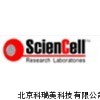 人少突胶质前体细胞，HOPC原代细胞